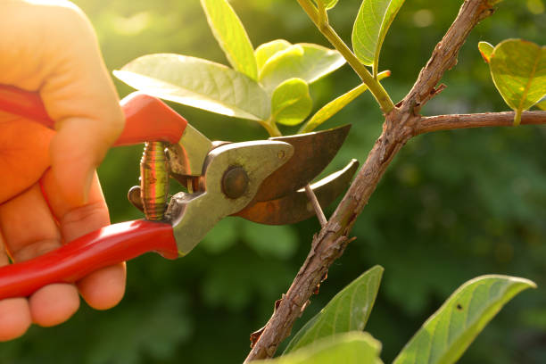 Best Hedge Trimming  in USA